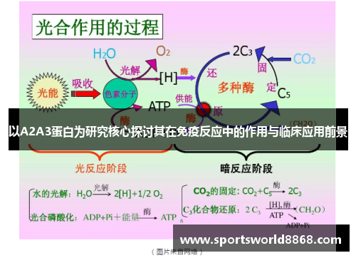 以A2A3蛋白为研究核心探讨其在免疫反应中的作用与临床应用前景